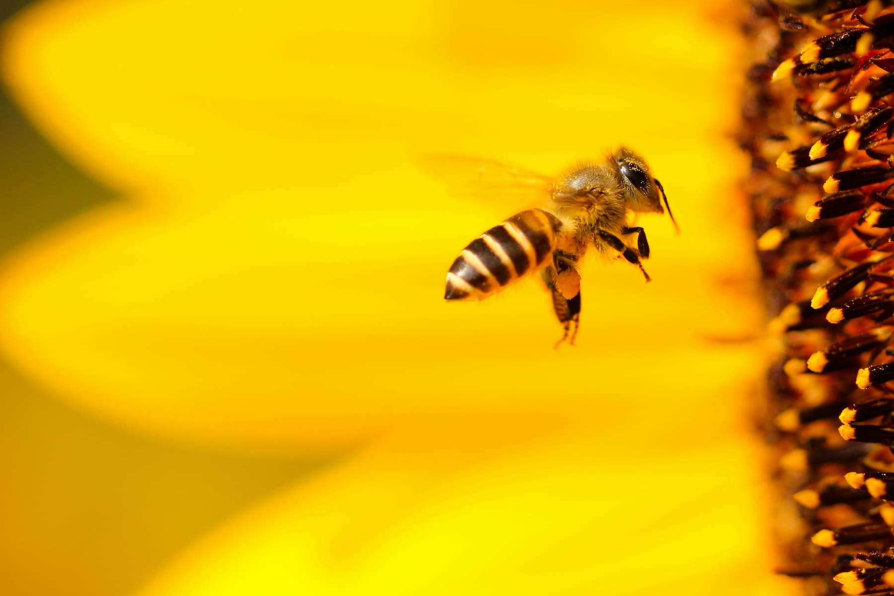 What is a Torrent Swarm featured image of bee