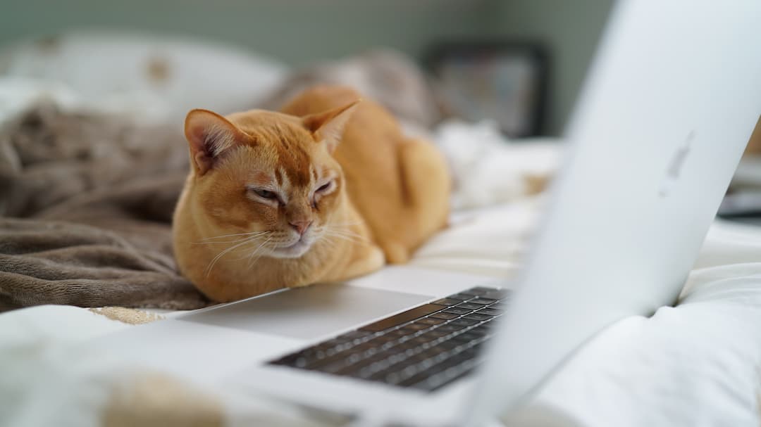 Cat streaming shows on laptop